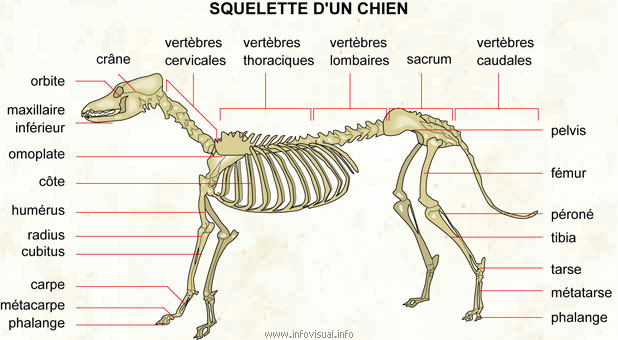 Squelette d'un chien